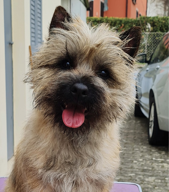 Cairn Terrier Breed Standard | General Foxy Expression Cairn Terrier Breed Standard | General Foxy Expression