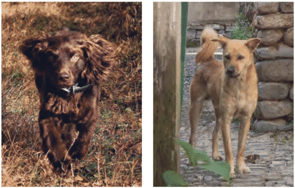 Purebred or Preservation Breeders? Purebred or Preservation Breeders?