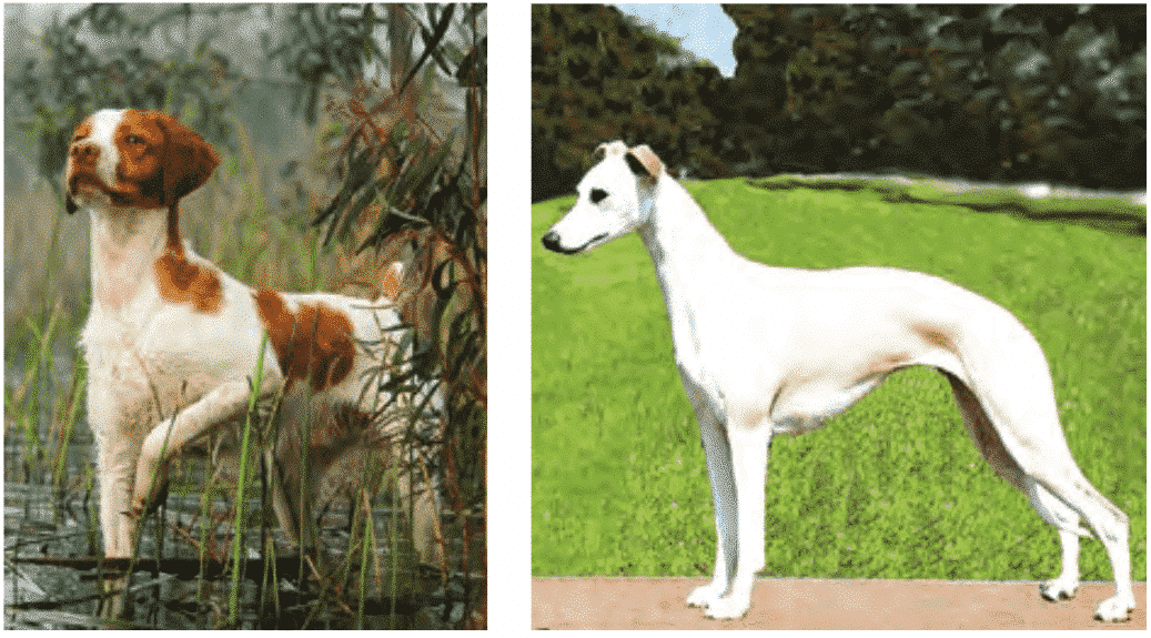 Purebred or Preservation Breeders? Purebred or Preservation Breeders?