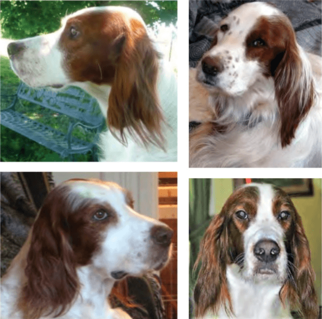Irish Red and White Setter | Breed Judging Four combined phortos of Irish Red and White Setter's head