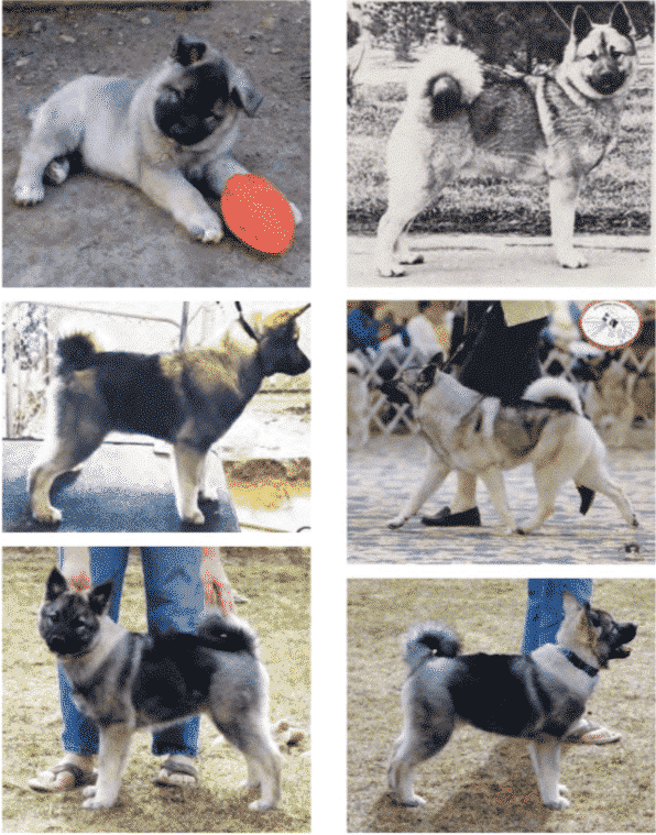 Six combined images showcasing Norwegian Elkhounds