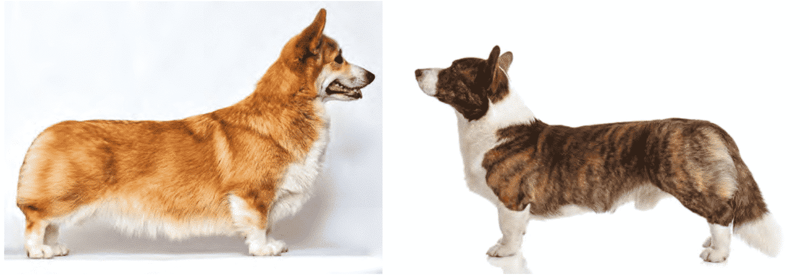Purebred or Preservation Breeders? Purebred or Preservation Breeders?