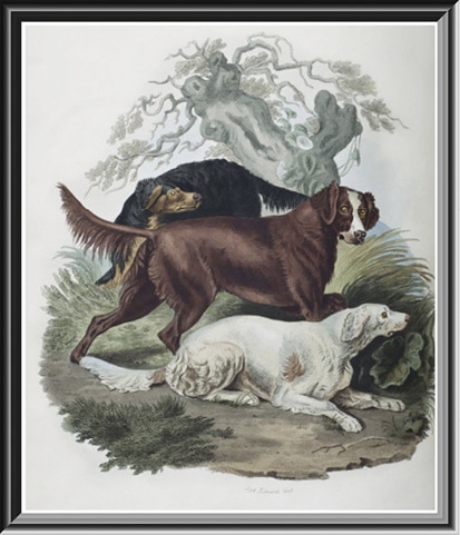 Irish Setter Standard Irish Setter painting