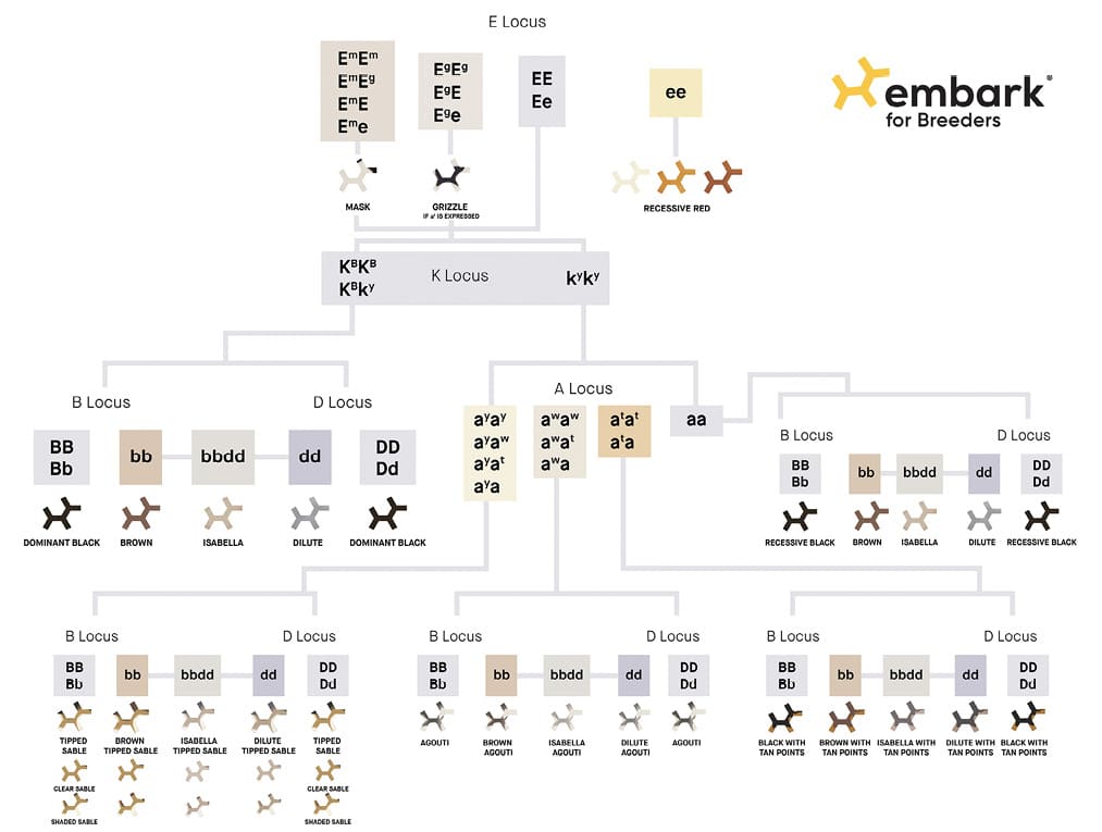 Coat Color Genetics & Embark Health Testing Coat Color Genetics & Embark Health Testing