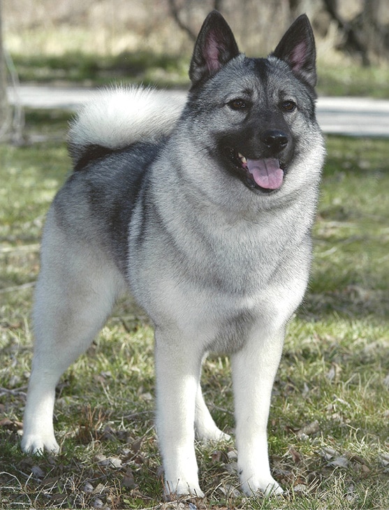 Norwegian Elkhounds | Breed Judging Close-up front photo of a Norwegian Elkhound.