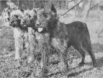 Bouvier des Flandres: A Farmer's Dog Bouvier des Flandres: A Farmer's Dog