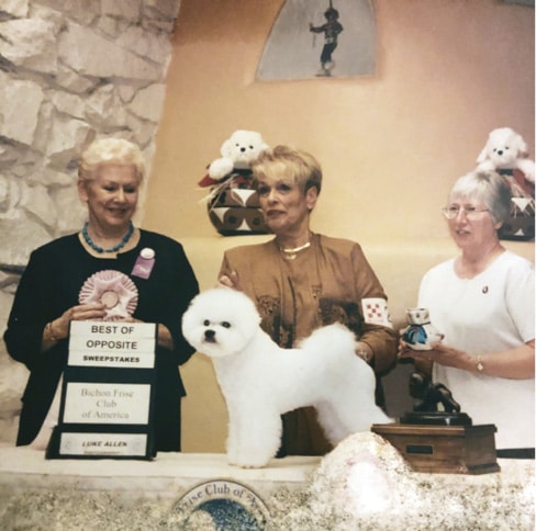 Mimi Winkler | Judges Choice Bichons Frises Mimi Winkler | Judges Choice Bichons Frises