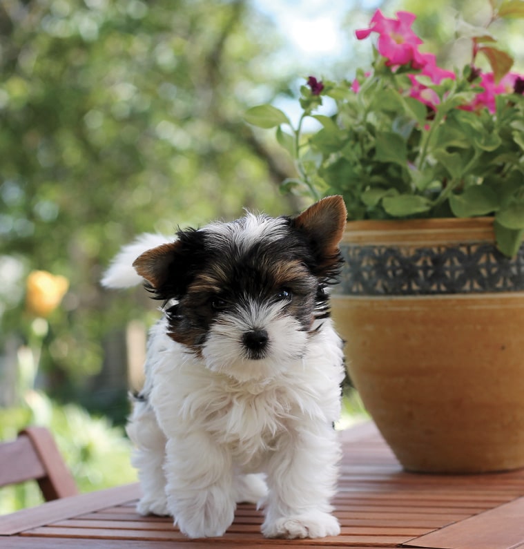 Litter Size and the Singleton Puppy Litter Size and the Singleton Puppy