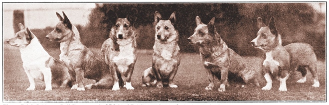 Pembroke Welsh Corgi Pembroke Welsh Corgi