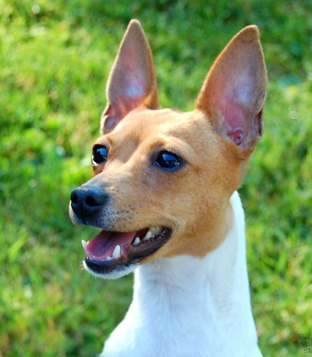 The Toy Fox Terrier The Toy Fox Terrier