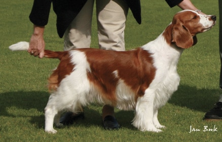 Judging The Welsh Springer Spaniel Judging The Welsh Springer Spaniel