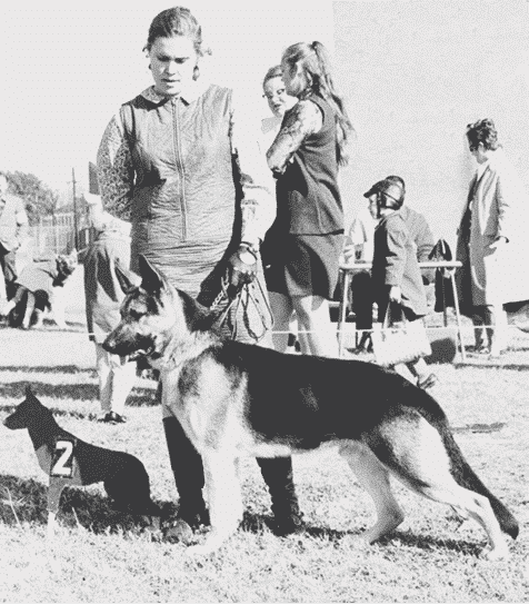 Type in the breed German Shepherd Dog & Pembroke Welsh Corgi Type in the breed German Shepherd Dog & Pembroke Welsh Corgi