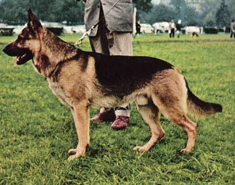 Type in the breed German Shepherd Dog & Pembroke Welsh Corgi Type in the breed German Shepherd Dog & Pembroke Welsh Corgi