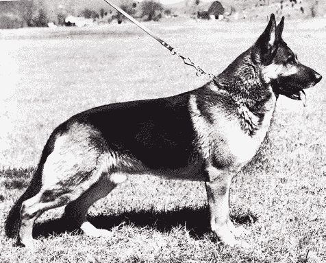 Type in the breed German Shepherd Dog & Pembroke Welsh Corgi Type in the breed German Shepherd Dog & Pembroke Welsh Corgi