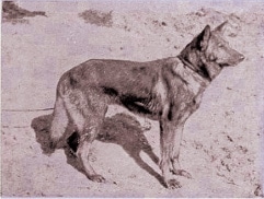 Type in the breed German Shepherd Dog & Pembroke Welsh Corgi Type in the breed German Shepherd Dog & Pembroke Welsh Corgi