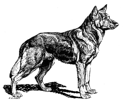 Type in the breed German Shepherd Dog & Pembroke Welsh Corgi Type in the breed German Shepherd Dog & Pembroke Welsh Corgi