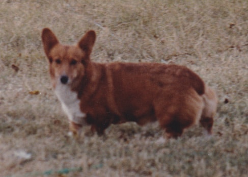 Type in the breed German Shepherd Dog & Pembroke Welsh Corgi Type in the breed German Shepherd Dog & Pembroke Welsh Corgi