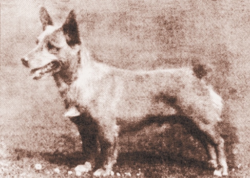 Pembroke Welsh Corgi Pembroke Welsh Corgi
