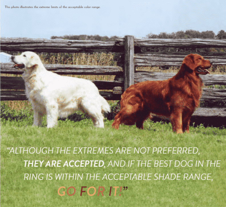 Golden Retriever Dogs Gold and Brown Golden Retriever Dogs Gold and Brown