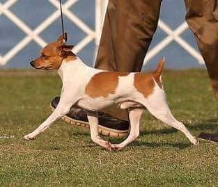The Toy Fox Terrier The Toy Fox Terrier