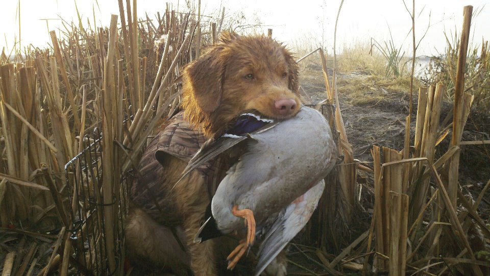 The Nova Scotia Duck Tolling Retriever (Toller) The Nova Scotia Duck Tolling Retriever (Toller)