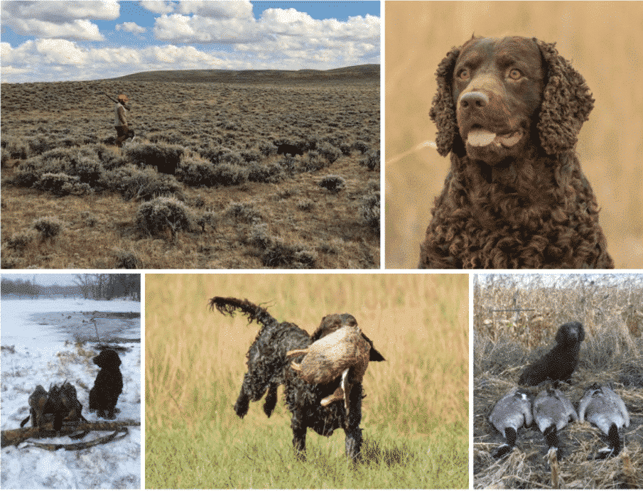 The Best Hunting Dog Amercian Water Spaniel