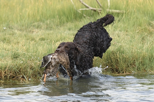 The Best Hunting Dog Amercian Water Spaniel The Best Hunting Dog Amercian Water Spaniel