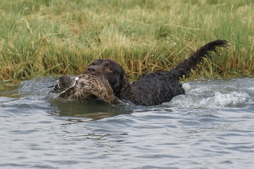 The Best Hunting Dog Amercian Water Spaniel The Best Hunting Dog Amercian Water Spaniel