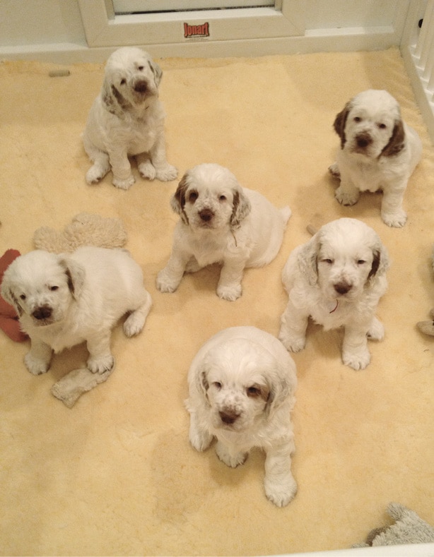 The Clumber Spaniel Dog Breed Survey