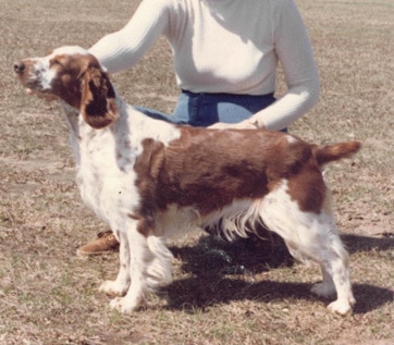 How is Welsh Springer Spaniel Judged How is Welsh Springer Spaniel Judged