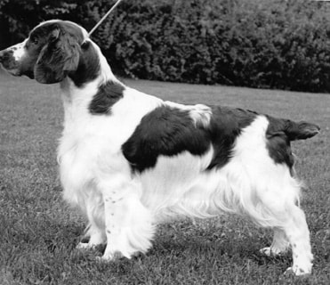How is Welsh Springer Spaniel Judged How is Welsh Springer Spaniel Judged