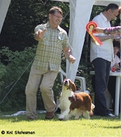 How a Breeder Judge Evaluates Welsh Springer Spaniels