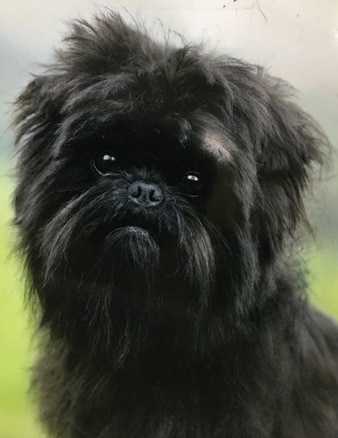 Dog Dog
