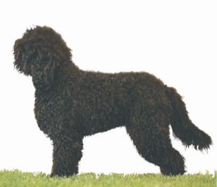 Barbet Proportion and Presentation | Profiles in Curls Barbet Proportion and Presentation | Profiles in Curls