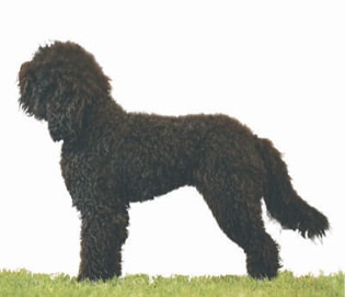 Barbet Proportion and Presentation | Profiles in Curls Barbet Proportion and Presentation | Profiles in Curls
