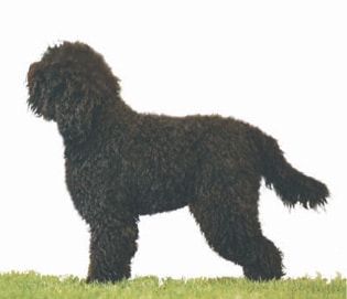 Barbet Proportion and Presentation | Profiles in Curls Barbet Proportion and Presentation | Profiles in Curls