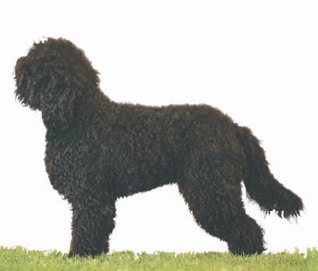 Profiles in Curls | Barbet Proportion and Presentation