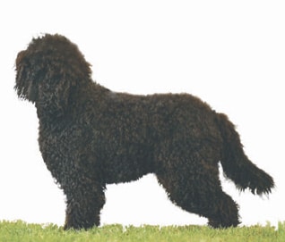 Profiles in Curls | Barbet Proportion and Presentation