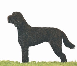 Profiles in Curls | Barbet Proportion and Presentation