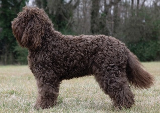 Profiles in Curls | Barbet Proportion and Presentation