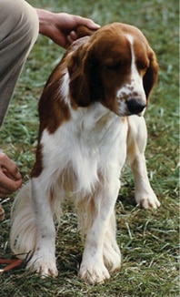 How a Breeder Judge Evaluates Welsh Springer Spaniels