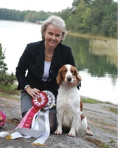 How a Breeder Judge Evaluates Welsh Springer Spaniels