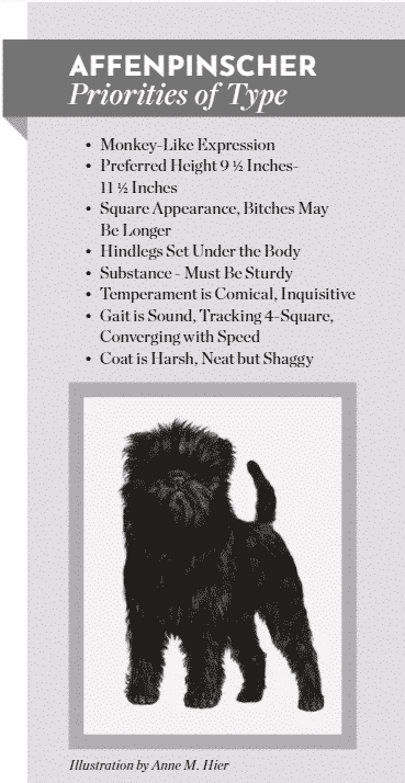 Preserving Affenpinscher Breed Type Preserving Affenpinscher Breed Type