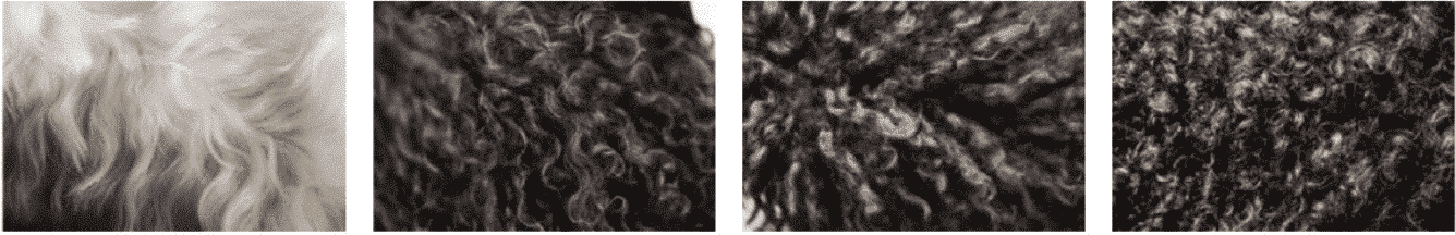 Barbet Proportion and Presentation | Profiles in Curls Barbet Proportion and Presentation | Profiles in Curls