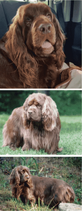 Why does Sussex Spaniel look so sad ? Why does Sussex Spaniel look so sad ?