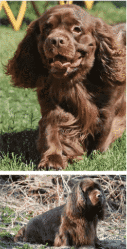 Why does Sussex Spaniel look so sad ? Why does Sussex Spaniel look so sad ?