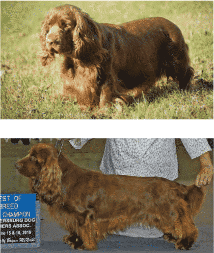 Why do Sussex Spaniels Look So Sad?