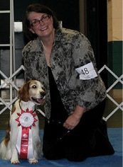 How a Breeder Judge Evaluates Welsh Springer Spaniels