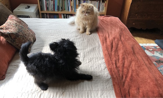 Dog and a cat on a bed Dog and a cat on a bed