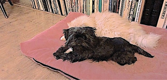 Image of Toy Dog Affenpinscher named Busby Image of Toy Dog Affenpinscher named Busby